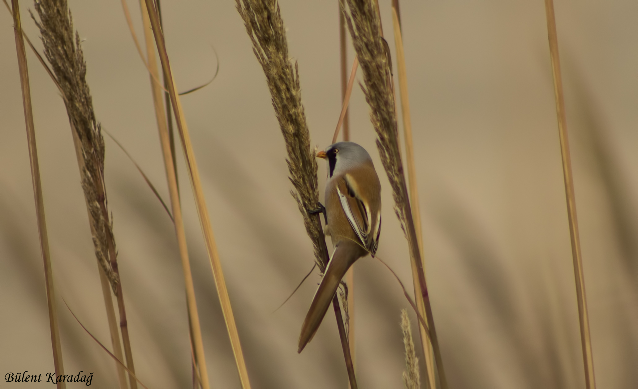 Bearded Reedling